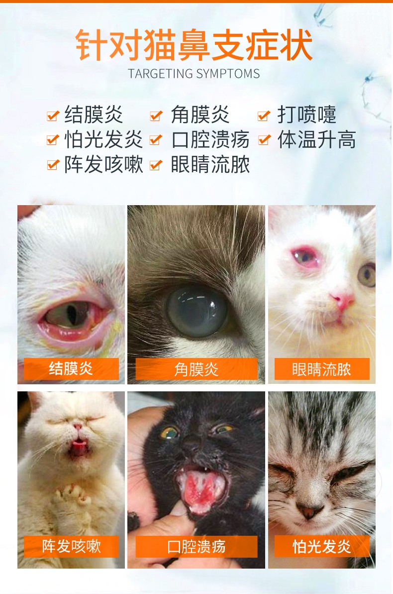 猫咪结膜炎角膜炎