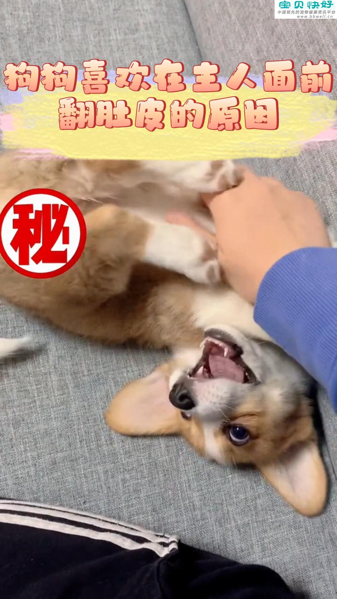 宠物健康科普视频：狗狗在主人面前翻肚皮的原因