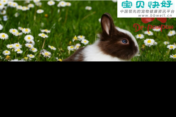 宠物健康科普视频：兔子出血性败血症的预防措施