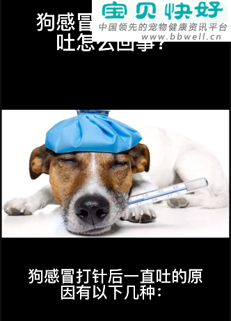 宠物健康科普视频：狗感冒打针后一直吐的原因