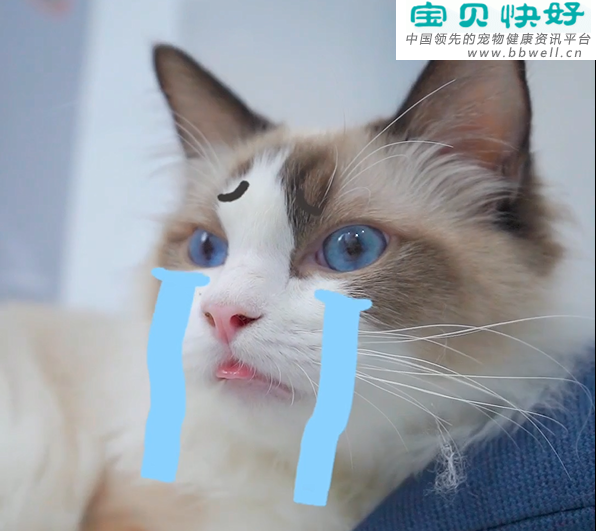 宠物健康科普视频：猫咪呕吐是生病还是正常现象
