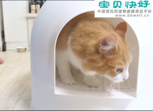 宠物健康科普视频：猫咪乱拉乱尿怎么办？