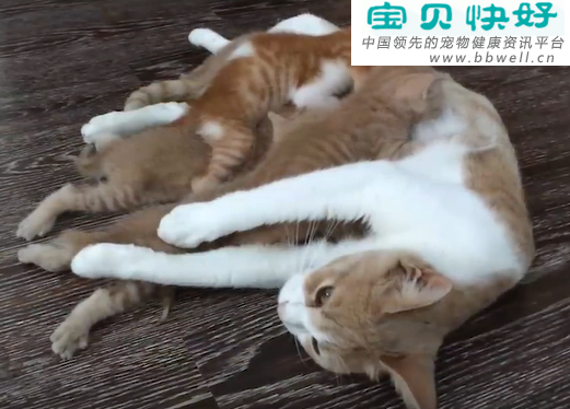宠物健康科普视频：0到6个月的小猫咪怎么养