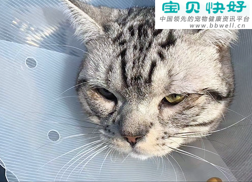 宠物健康科普视频：猫咪总有眼屎怎么办？