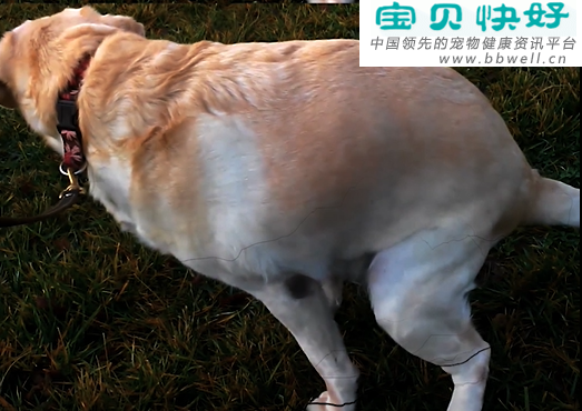 宠物健康科普视频：打了疫苗的狗狗为什么还会得犬冠状病毒？