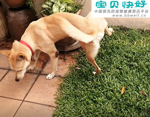 宠物健康科普视频：为什么狗狗不会用“狗砂盆”