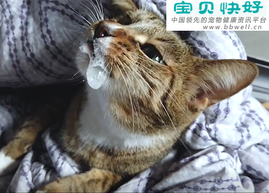 宠物健康科普视频：猫咪吃完药吐白沫是怎么回事？