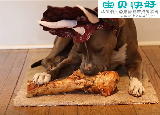 宠物健康科普视频：狗狗吃骨头能补钙吗？