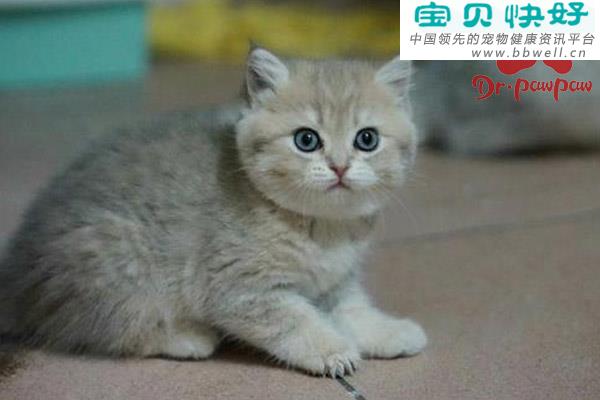 宠物健康科普视频：猫中爱马仕，这些品种最贵的猫你养得起吗？