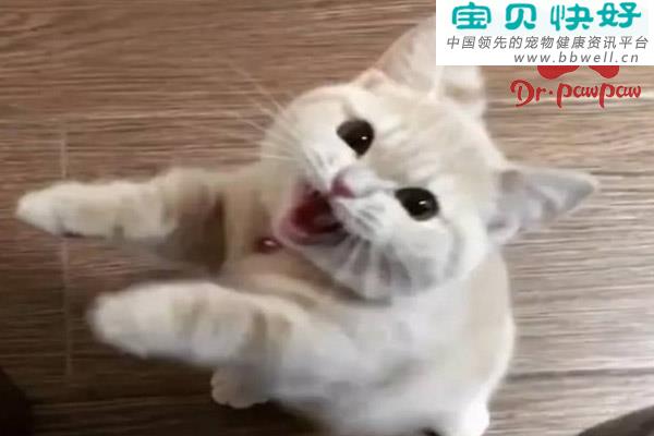 宠物健康科普视频：猫不同的叫声在表达什么