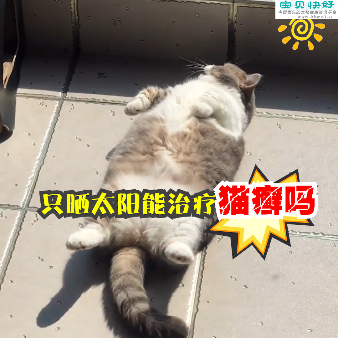 宠物健康科普视频：只晒太阳能治疗猫癣吗
