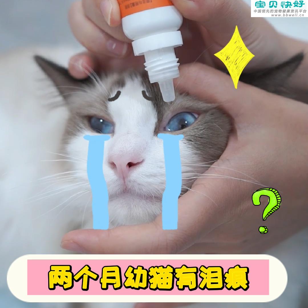 宠物健康科普视频：两个月幼猫有泪痕怎么办