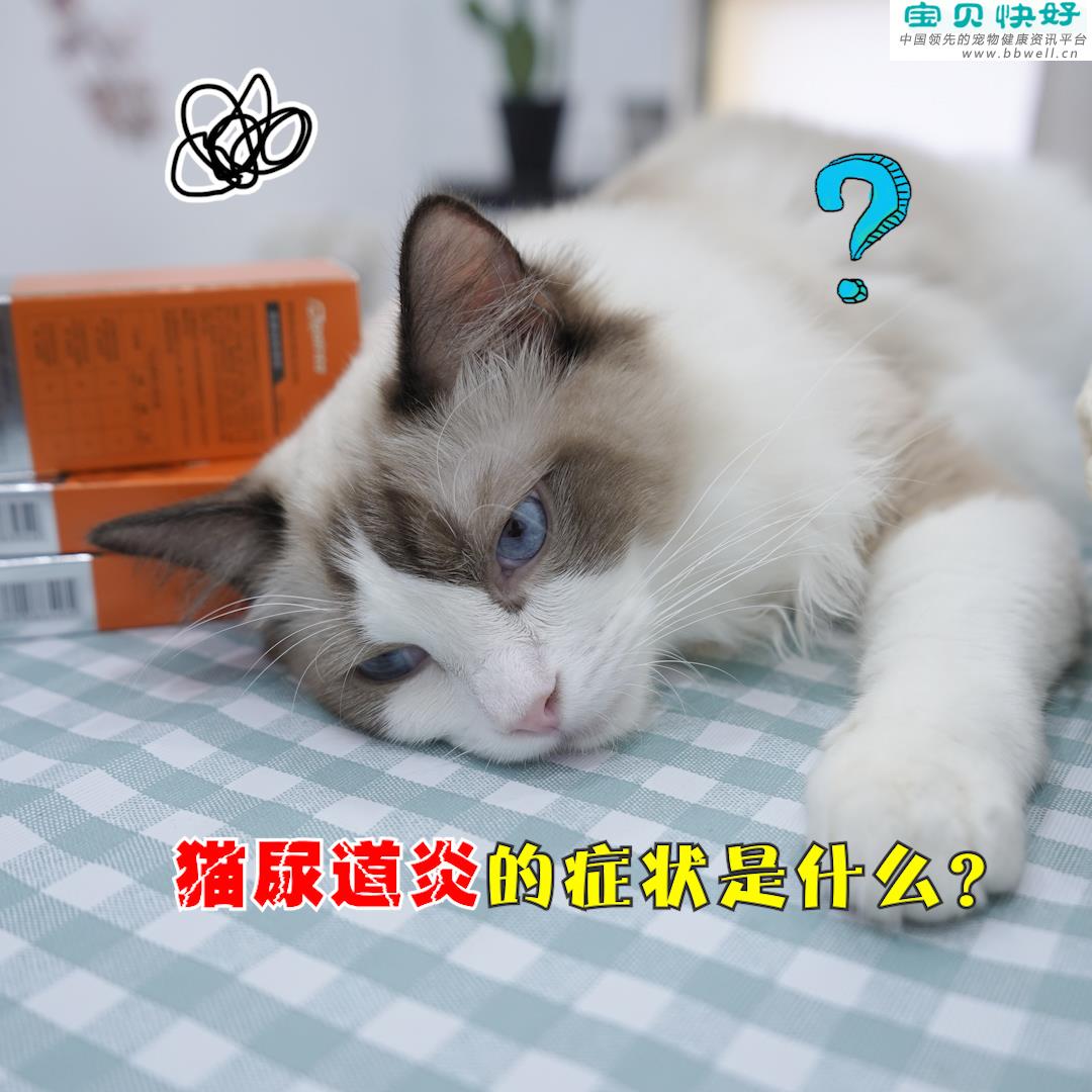 宠物健康科普视频：猫咪尿道炎的症状