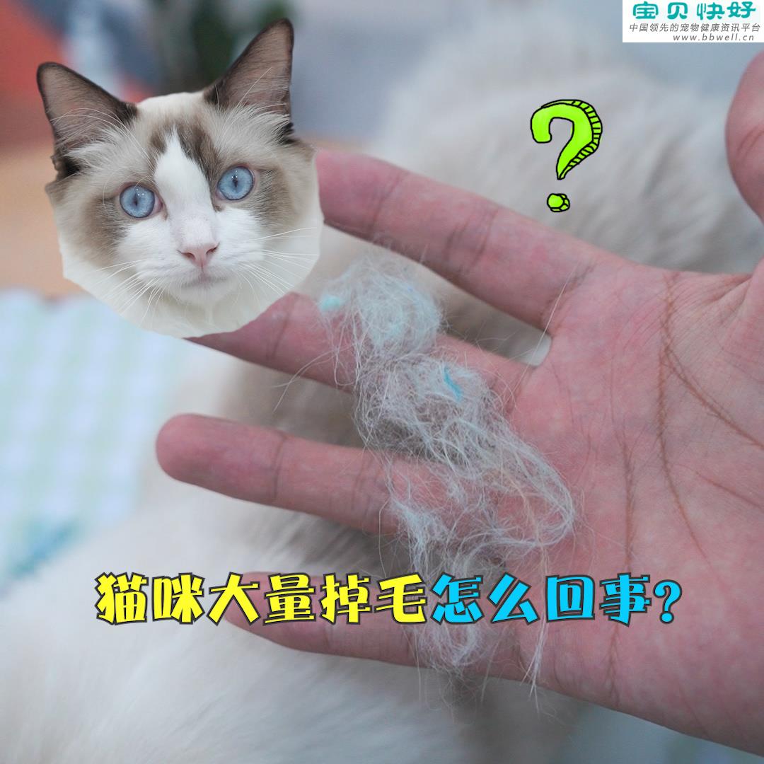 宠物健康科普视频：猫咪大量掉毛怎么回事？