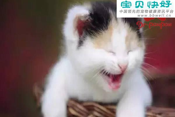 宠物健康科普视频：猫咪干呕怎么解决？
