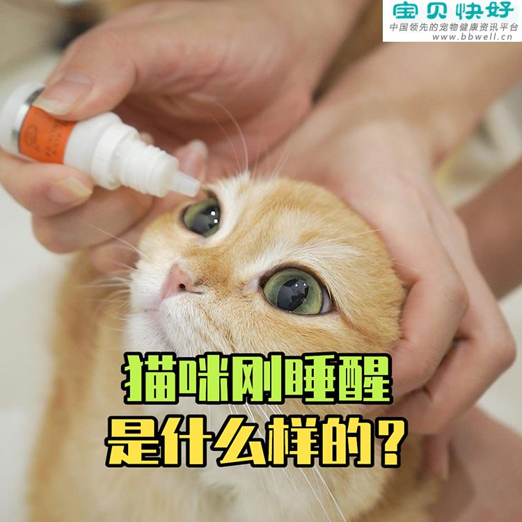 宠物健康科普视频：猫咪刚睡醒有眼屎正常吗？