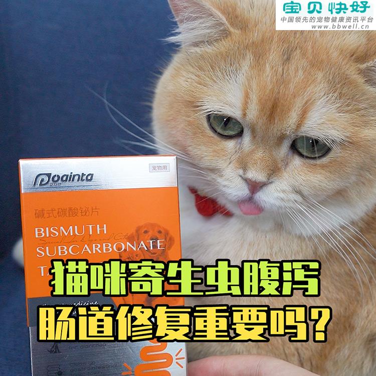 宠物健康科普视频：猫咪肠道寄生虫感染导致腹泻怎么办？