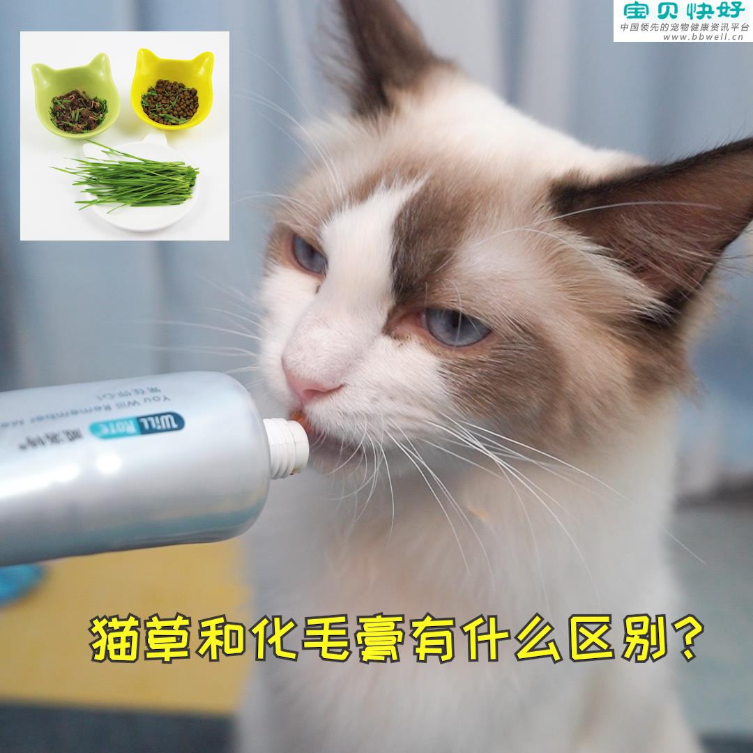 宠物健康科普视频：猫草和化毛膏的区别是什么？