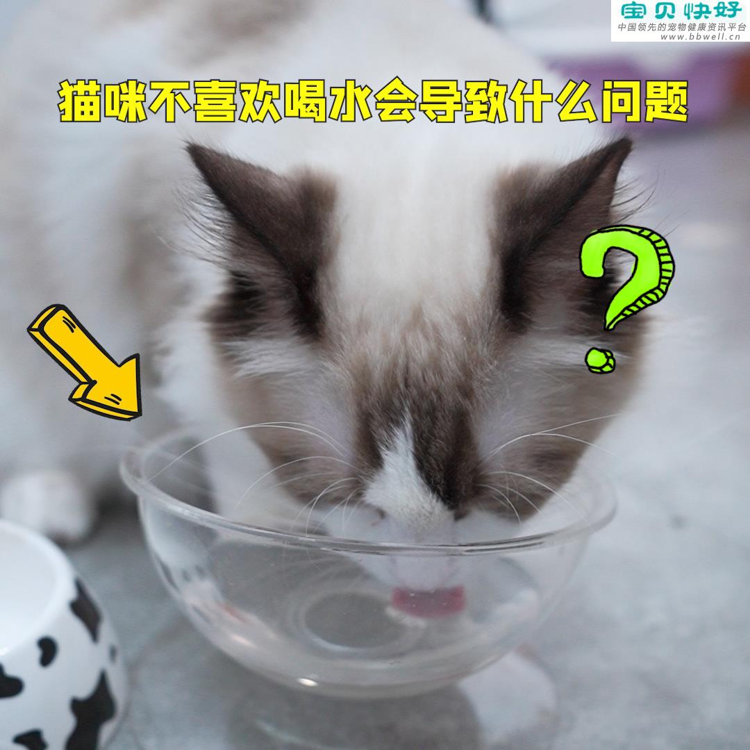 宠物健康科普视频：猫咪不喜欢喝水会导致什么问题