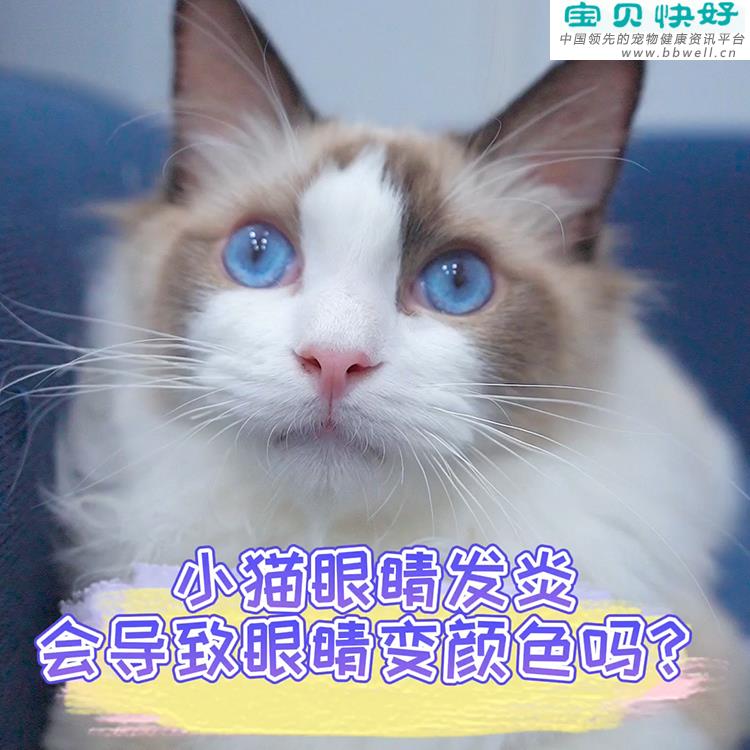 宠物健康科普视频：猫咪眼睛发炎会导致眼睛变色吗？