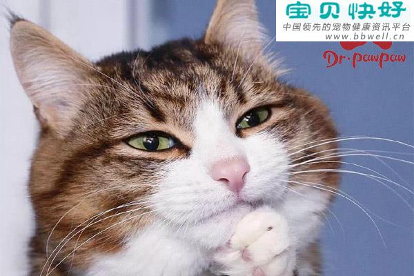 宠物健康科普视频：猫咪眼睛发炎了可以用眼药水吗？