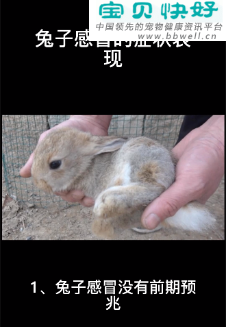 宠物健康科普视频：兔子感冒的症状表现
