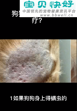 宠物健康科普视频：狗狗得螨虫如何治疗？