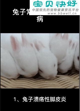 宠物健康科普视频：兔子常见的皮肤疾病