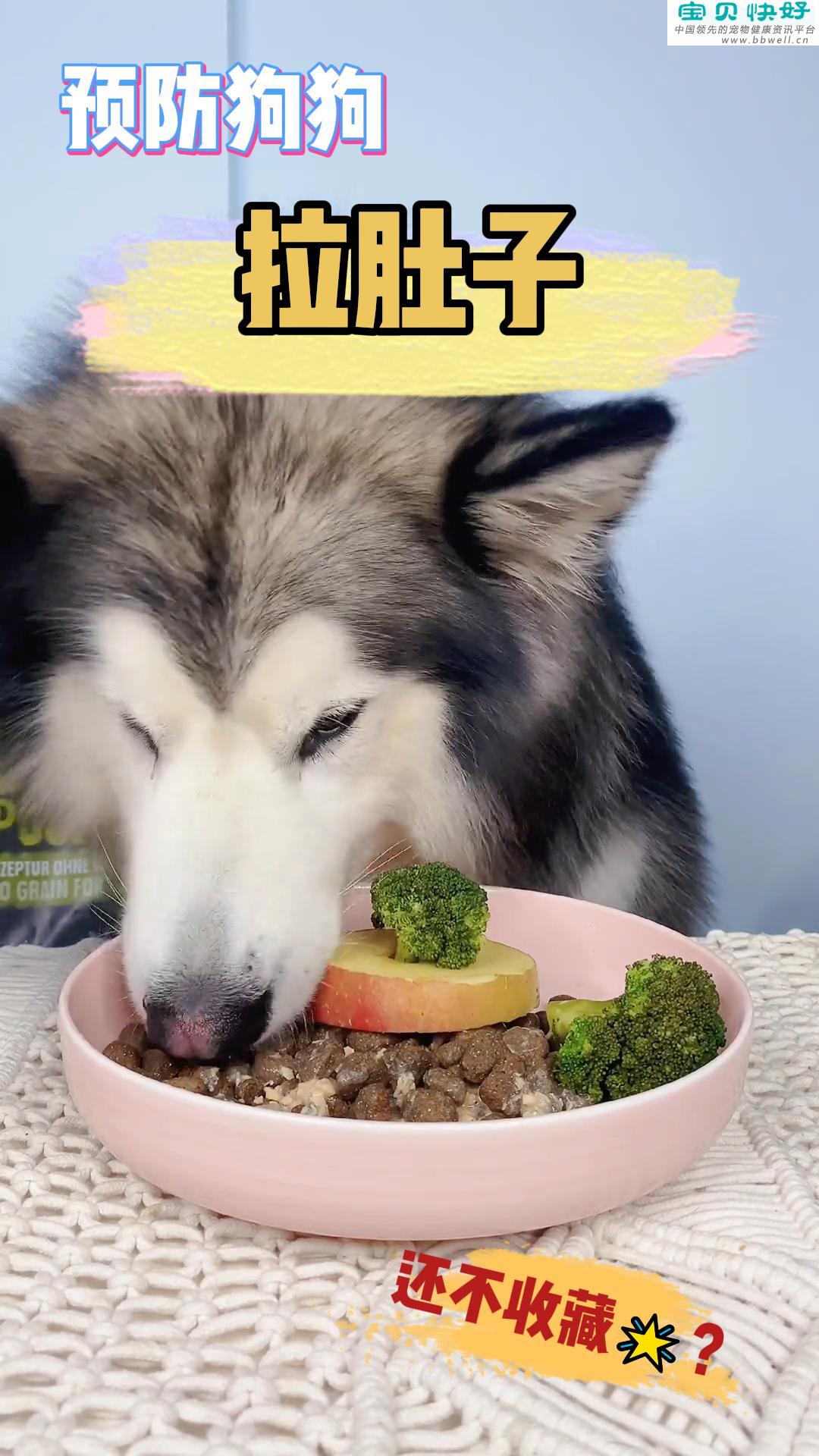 宠物健康科普视频：如何预防狗狗拉肚子？