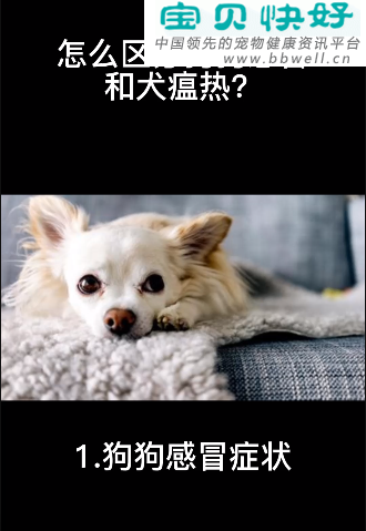 宠物健康科普视频：怎么区分狗狗感冒和犬瘟热