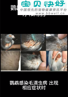 宠物健康科普视频：鹦鹉毛滴虫病的治疗和用药