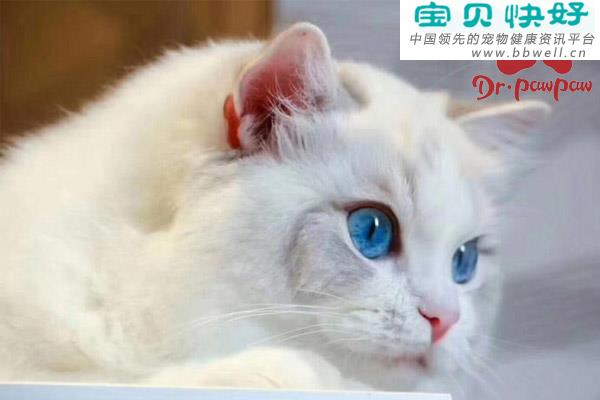 宠物健康科普视频：长期不清洁猫咪眼睛会怎么样？