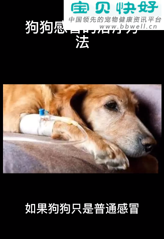 宠物健康科普视频：狗狗感冒的治疗方法