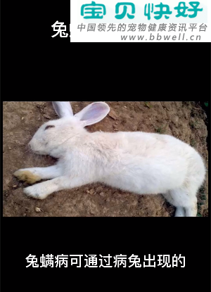 宠物健康科普视频：兔子感染螨病的诊断