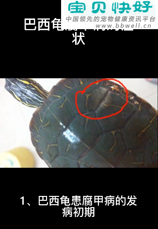 宠物健康科普视频：巴西龟腐甲病的症状