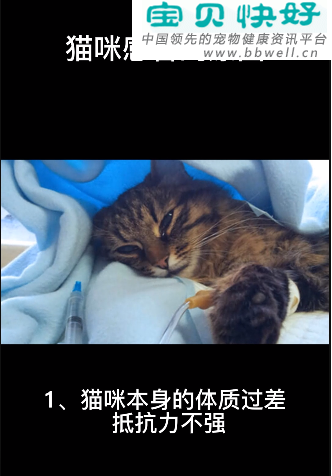 宠物健康科普视频：猫咪感冒得原因
