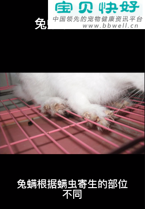 宠物健康科普视频：兔子感染螨虫的症状