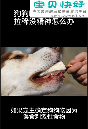 宠物健康科普视频：狗狗吃坏肚子呕吐拉稀怎么办？
