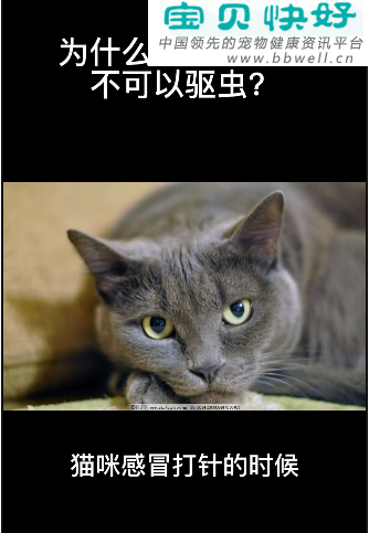 宠物健康科普视频：为什么猫感冒打针不可以驱虫