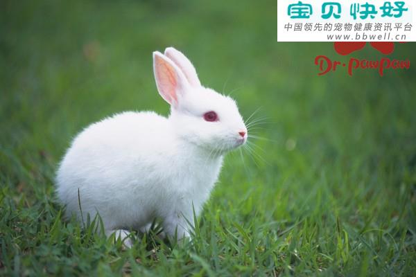 宠物健康科普视频：兔瘟的临床症状有哪些？