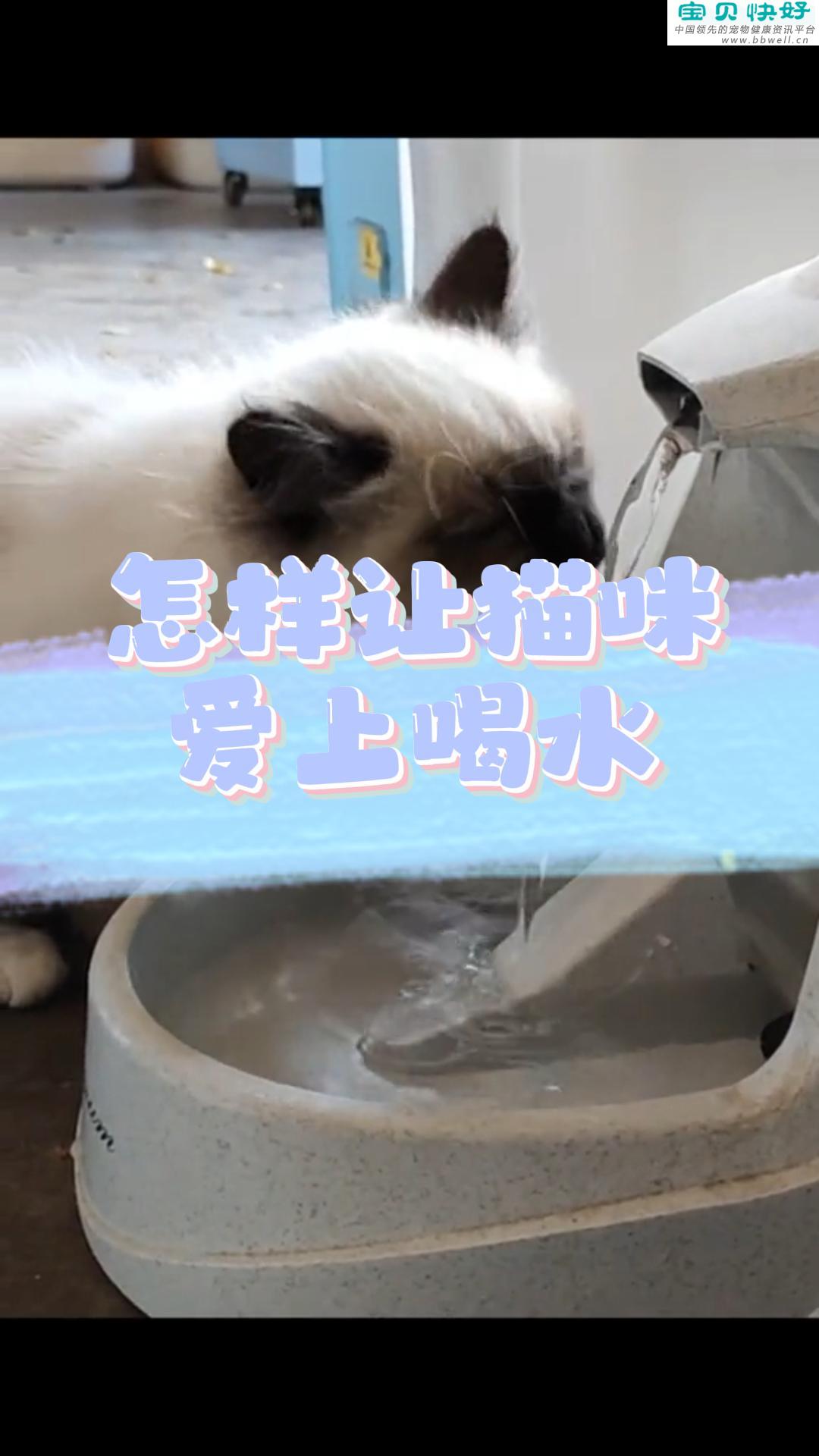 宠物健康科普视频：怎样让猫咪爱上喝水？