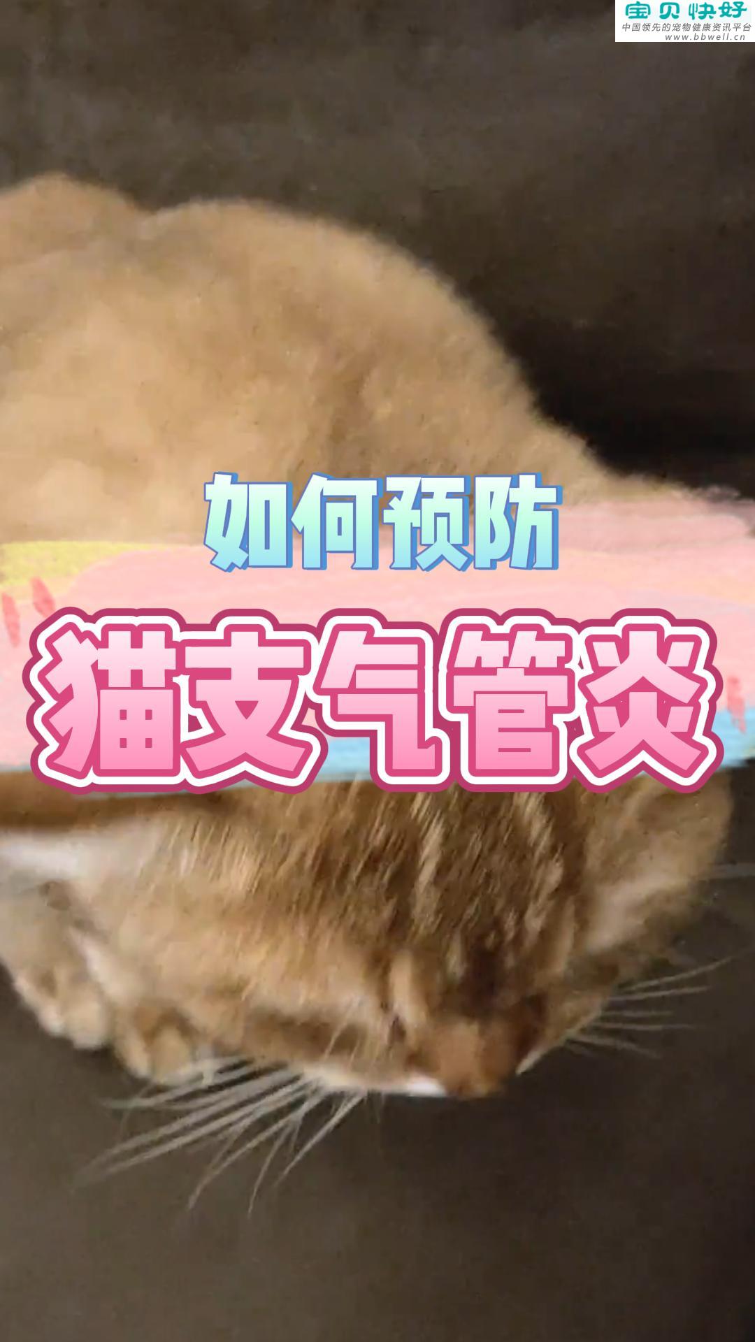 宠物健康科普视频：如何预防猫咪支气管炎？