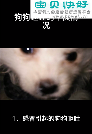 宠物健康科普视频：狗狗呕吐的不良情况