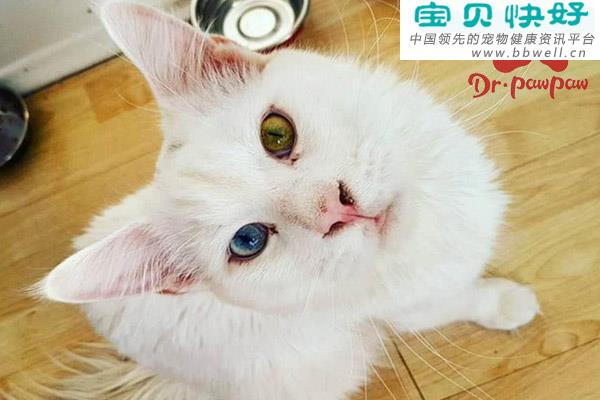 宠物健康科普视频：猫咪眼睛红肿不退怎么办？