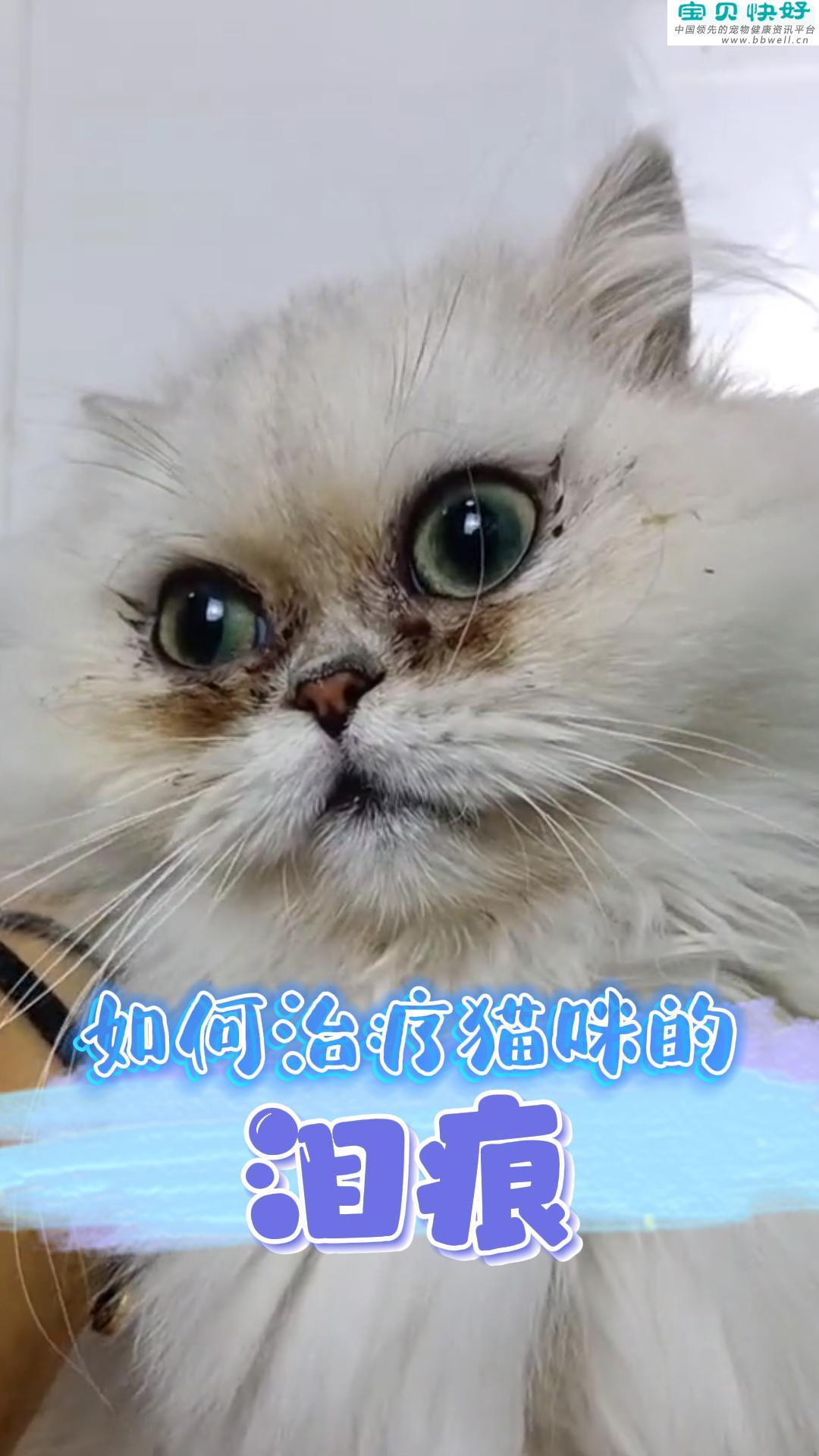 宠物健康科普视频：如何治疗猫咪的泪痕