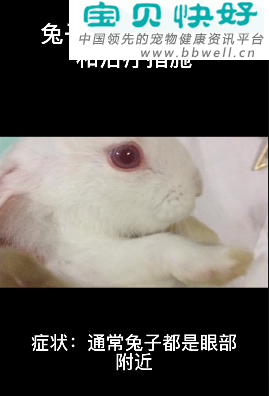 宠物健康科普视频：兔子长螨虫的症状和治疗措施