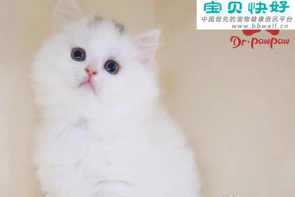 宠物健康科普视频：猫咪眼睛睁不开，是发炎了吗？