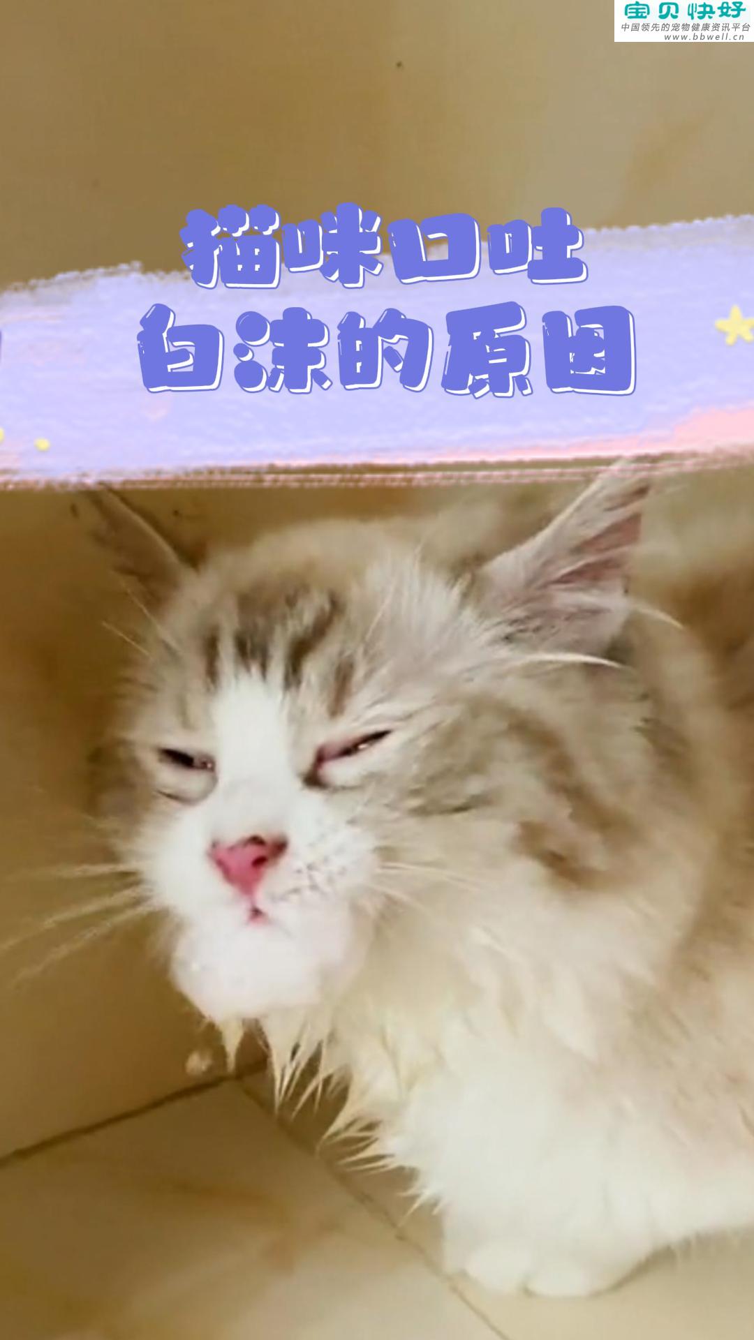 宠物健康科普视频：猫咪口吐白沫的原因是什么呢？